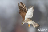 Common Kestrel (Falco tinnunculus)