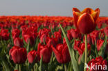 Tulip (Tulipa)