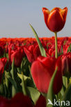Tulip (Tulipa)