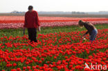 Tulip (Tulipa)