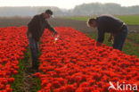 Tulip (Tulipa)