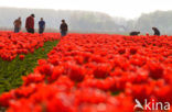 Tulip (Tulipa)