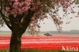 Tulip (Tulipa)