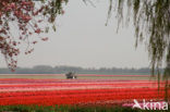 Tulip (Tulipa)