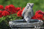 Collared Turtle Dove (Streptopelia decaocto)