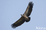 Eurasian Griffon (Gyps fulvus)