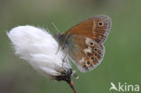 Veenhooibeestje (Coenonympha tullia) 