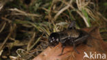 Field-cricket (Gryllus campestris)
