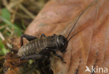 Field-cricket (Gryllus campestris)