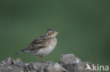 Veldleeuwerik (Alauda arvensis) 