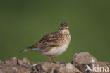 Veldleeuwerik (Alauda arvensis) 