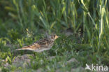 Veldleeuwerik (Alauda arvensis) 