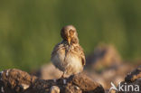 Veldleeuwerik (Alauda arvensis) 