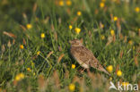 Veldleeuwerik (Alauda arvensis) 