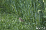 Veldleeuwerik (Alauda arvensis) 