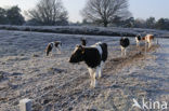 Cow (Bos domesticus)
