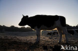 Cow (Bos domesticus)