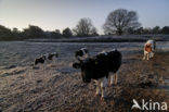 Cow (Bos domesticus)