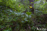 Lady’s slipper (Cypripedium calceolus)