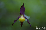 Lady’s slipper (Cypripedium calceolus)