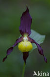 Lady’s slipper (Cypripedium calceolus)