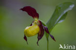 Lady’s slipper (Cypripedium calceolus)