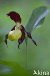 Lady’s slipper (Cypripedium calceolus)