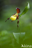 Lady’s slipper (Cypripedium calceolus)