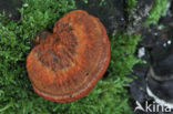 Cinnabar Bracket (Pycnoporus cinnabarinus)