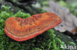 Cinnabar Bracket (Pycnoporus cinnabarinus)