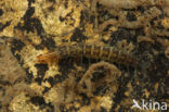 Orectochilus villosus