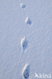 European Otter (Lutra lutra) 