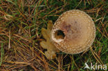 Fly agaric (Amanita muscaria)