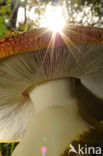 Fly agaric (Amanita muscaria)