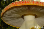 Vliegenzwam (Amanita muscaria)