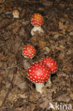 Vliegenzwam (Amanita muscaria)