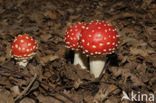 Vliegenzwam (Amanita muscaria)