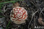 Vliegenzwam (Amanita muscaria)