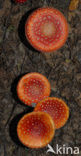 Vliegenzwam (Amanita muscaria)