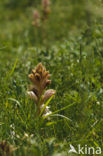 Bedstraw Broomrape (Orobanche caryophyllacea)