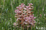 Bedstraw Broomrape (Orobanche caryophyllacea)