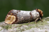 Buff-tip (Phalera bucephala)