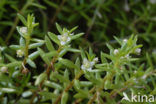 Watercrassula (Crassula helmsii)