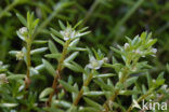 Watercrassula (Crassula helmsii)