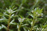 Watercrassula (Crassula helmsii)