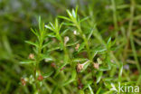 Watercrassula (Crassula helmsii)