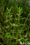 Watercrassula (Crassula helmsii)