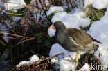 Waterhoen (Gallinula chloropus)