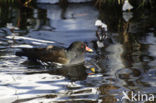 Waterhoen (Gallinula chloropus)