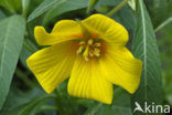 Waterteunisbloem (Ludwigia grandiflora)